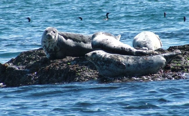 Lundy Island seals