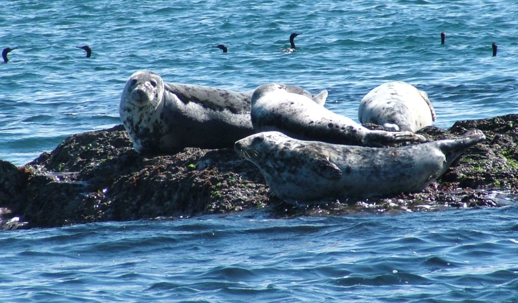 Lundy Island seals