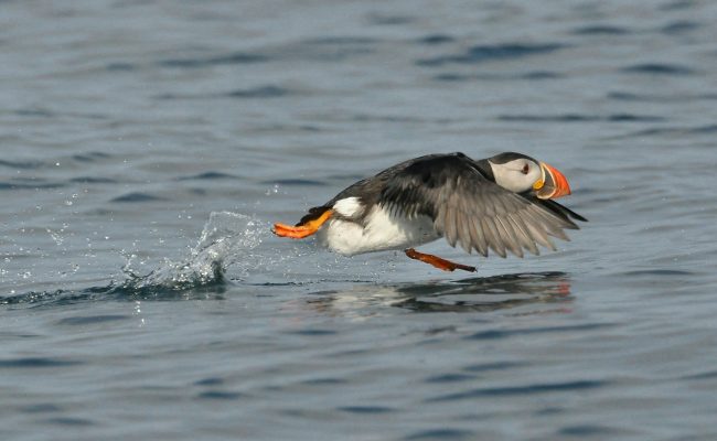 Devon's Top Attractions - Lundy island puffin