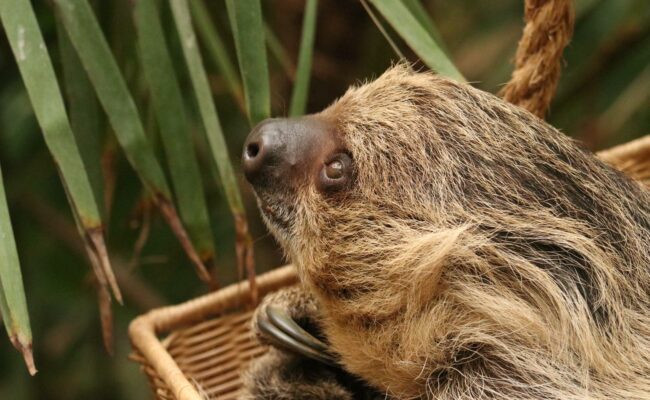 Charlie at Paignton Zoo Devon