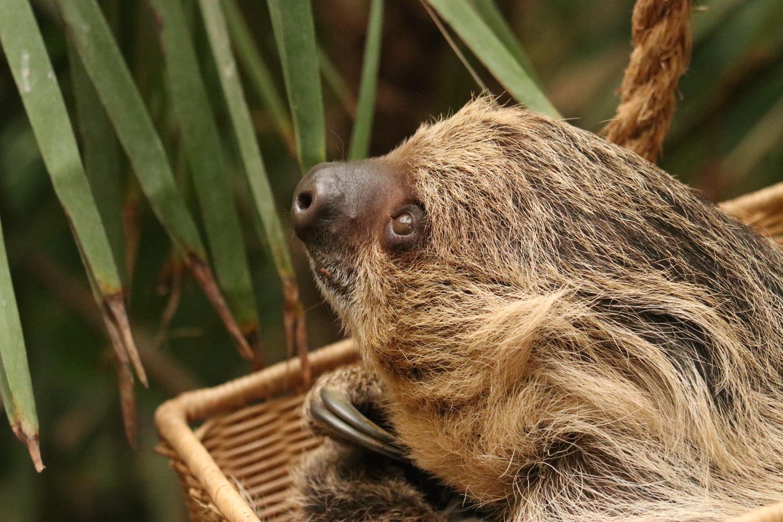 Charlie at Paignton Zoo Devon