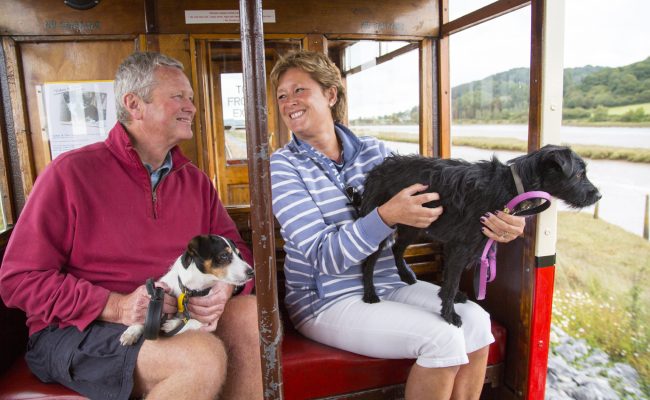 Dogs riding the tram at Seaton Tramway