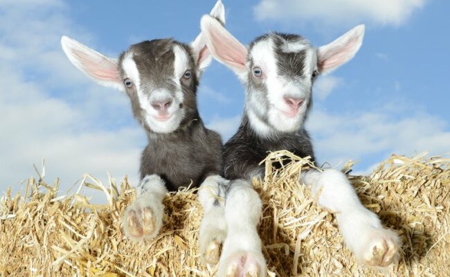 16._Pennywell_Goat_kids_Nutty_and_Noah_5_30