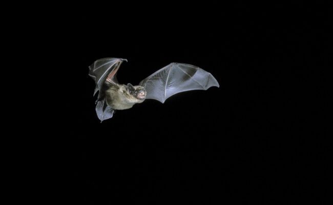 A bat flying at night