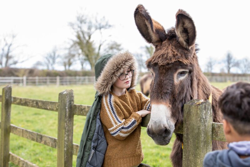 Donkey Sanctuary october half term 