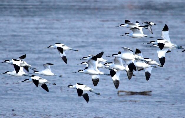 Avocets