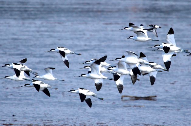 Avocets