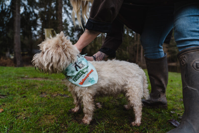 A small dog stands while its owner fastens a Forest Walkies bandana to it