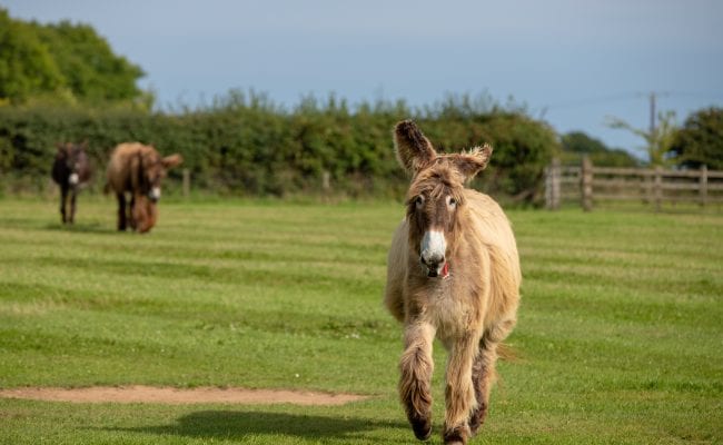 Poitou donkey coming to greet visitors at The Donkey Sanctuary