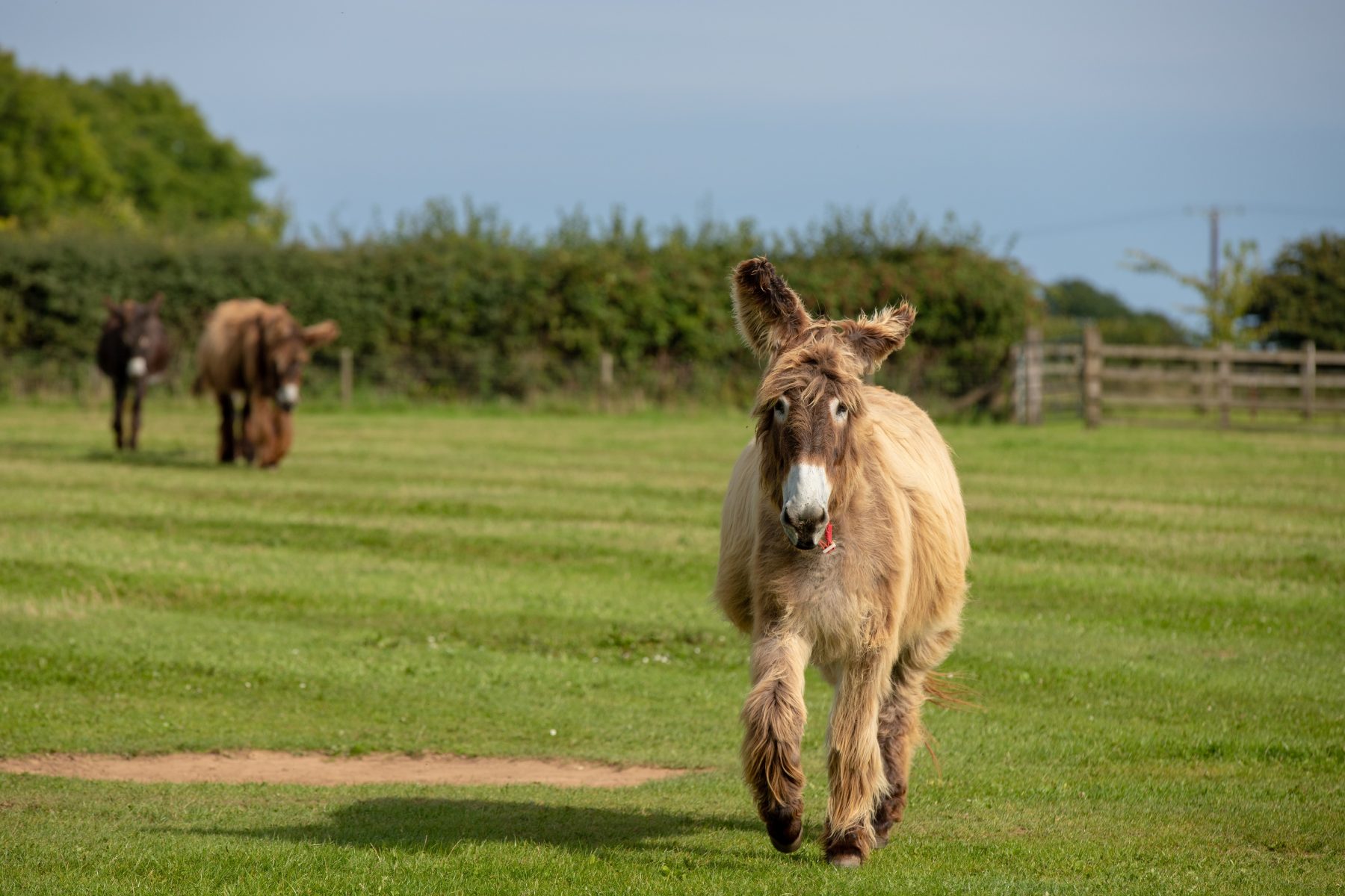 Poitou donkey coming to greet visitors at The Donkey Sanctuary