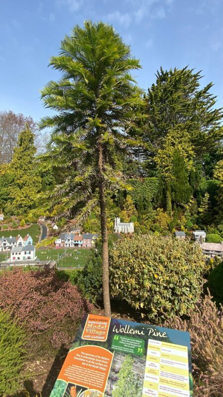 Babbacombe Model Village The Wollemi Pine 