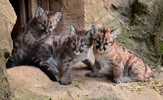 Exmoor Zoo 3 kittens