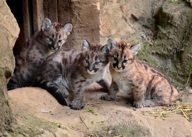 Exmoor Zoo 3 kittens