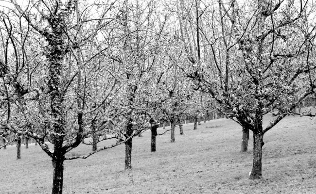 Black and white photo of an apple orchard