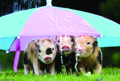 Pigs at Pennywell