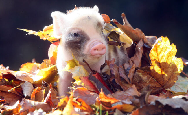 Pennywell pigs in autumn leaves