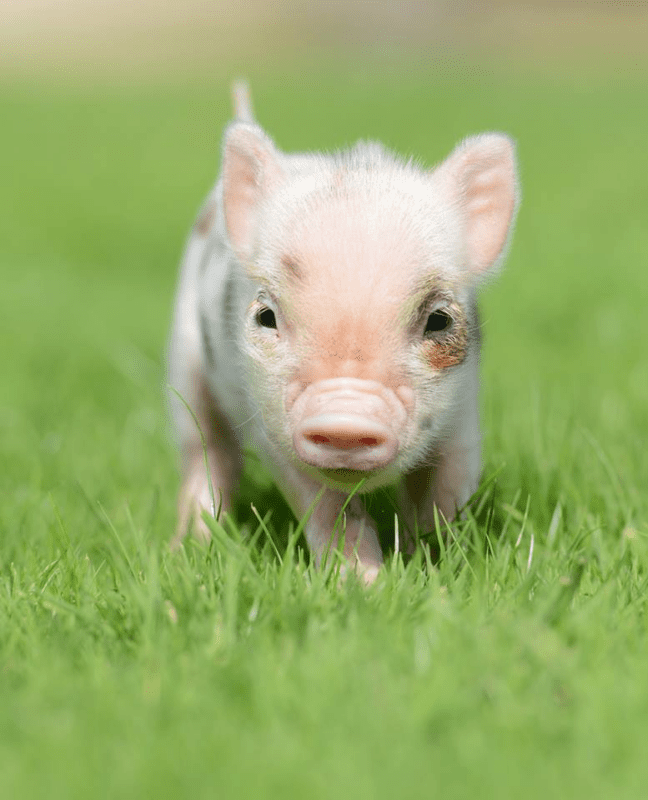 Pennywell's world famous micro pigs