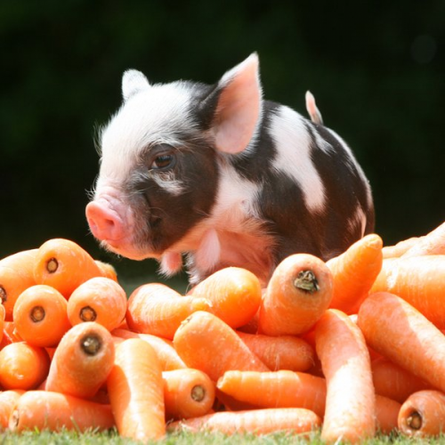 pennywell pigs in autumn