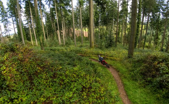 A cyclist on a singletrack trail through conifer trees