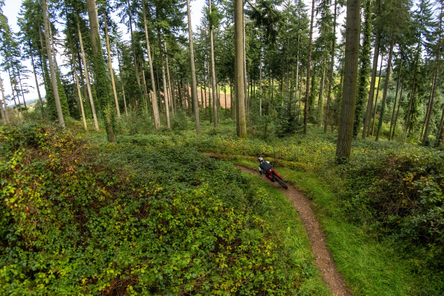 A cyclist on a singletrack trail through conifer trees