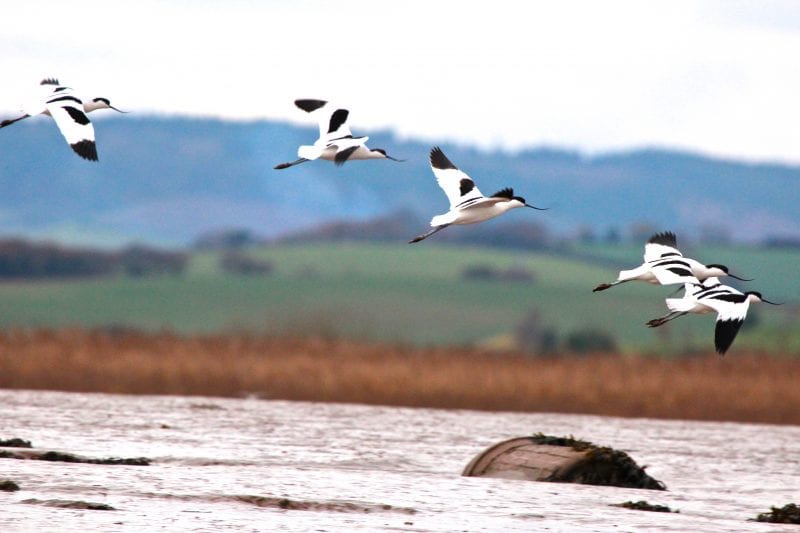 Stuart Line Cruises Avocets