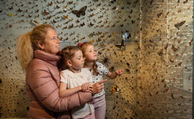 A mum and her two daughters look at a display of insects