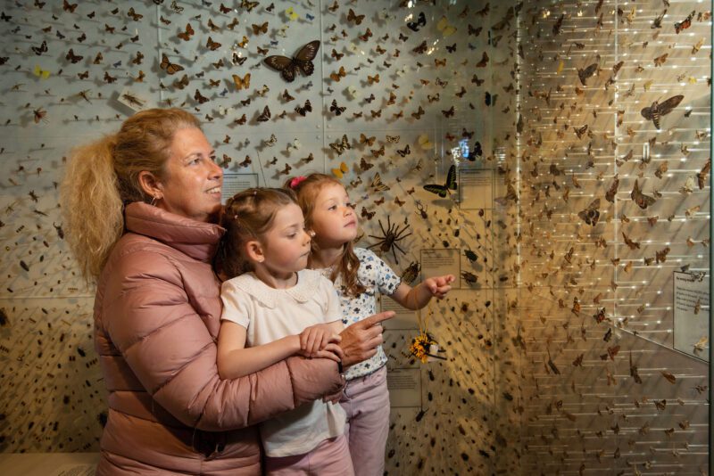 A mum and her two daughters look at a display of insects