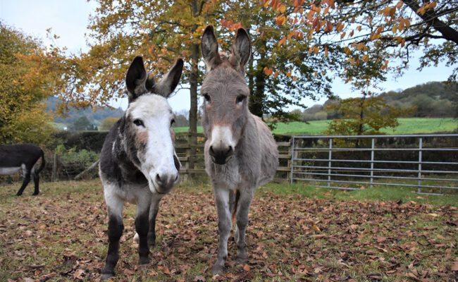 autumn_at_the_donkey_sanctuary_two_donkeys