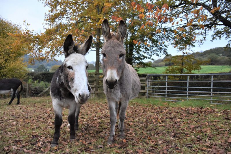 autumn_at_the_donkey_sanctuary_two_donkeys