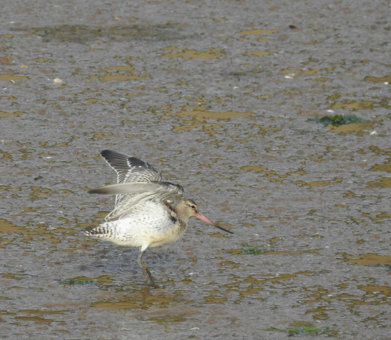 Bar-tailedGodwit - Seaton Tramway Bird watching tram.