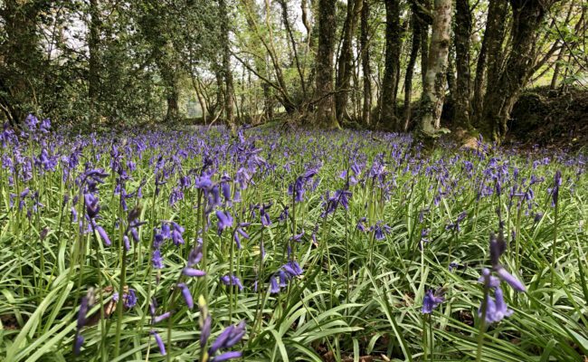 Becky Falls bluebells