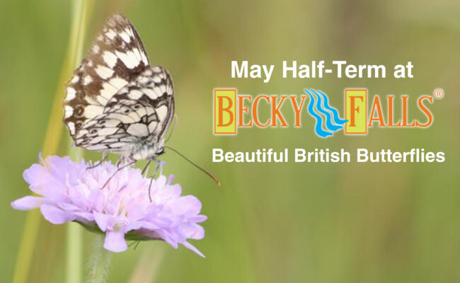 May Half Term at Becky Falls