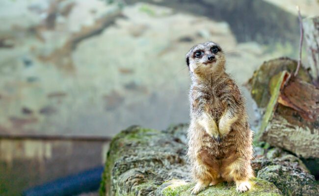 Becky Falls Meerkats 2026