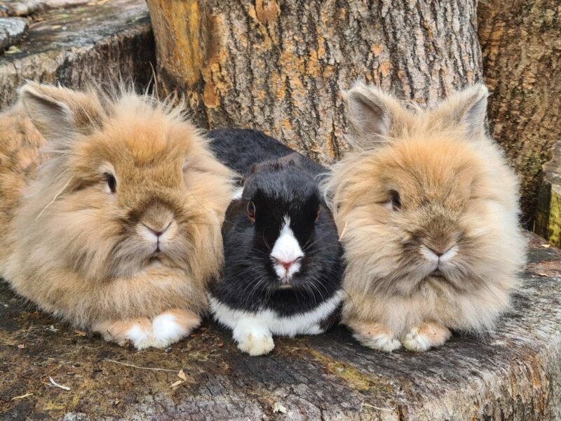 Becky Falls bunnies