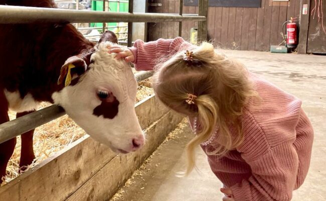 Girl & calf The Big Sheep