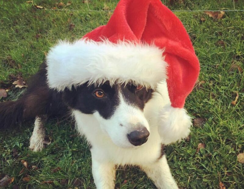 Big Sheep - sheepdog in a hat