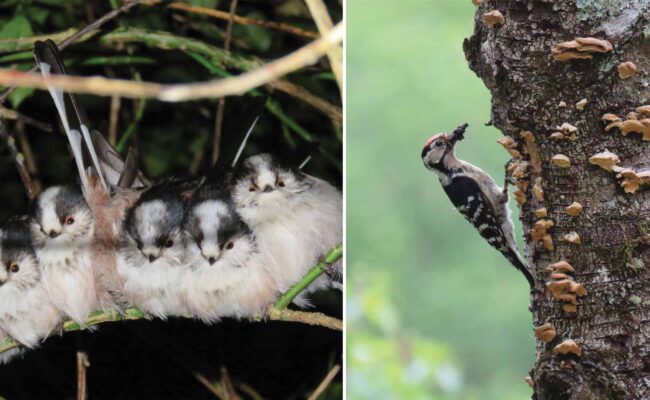 The Birds of Devon