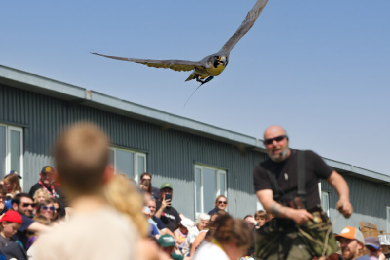 birds of prey