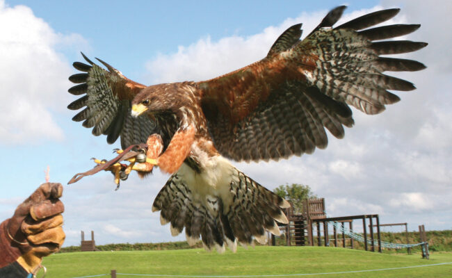 Birds of Prey Milky way