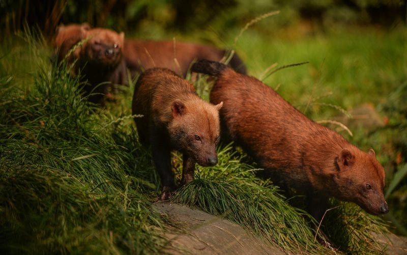 Exmoor Zoo - Bush dogs 