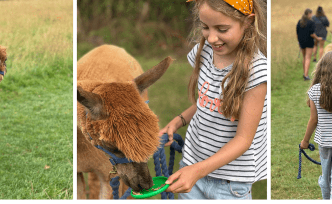 Easter Alpaca experiences at Canonteign Falls