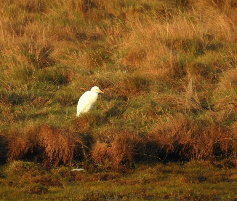 Cattle-Egret - Seaton Tramway Bird watching tram.