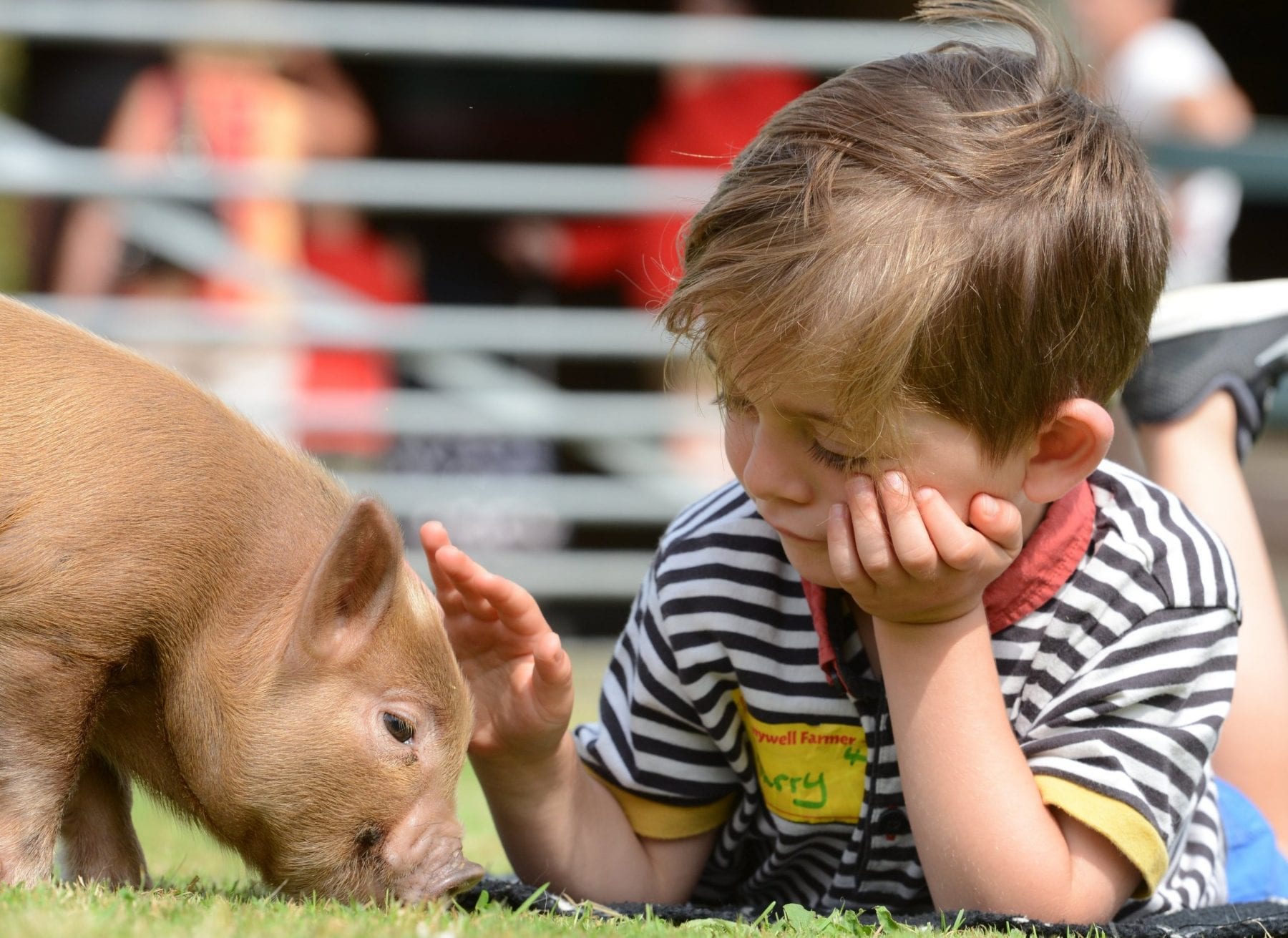 Micro Pigs Devon