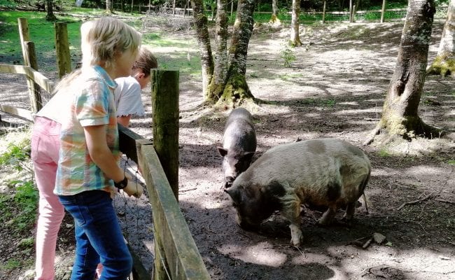Farm Animals Devon