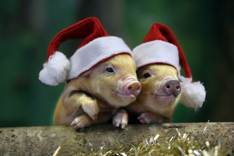 Pennywell piggies Xmas 