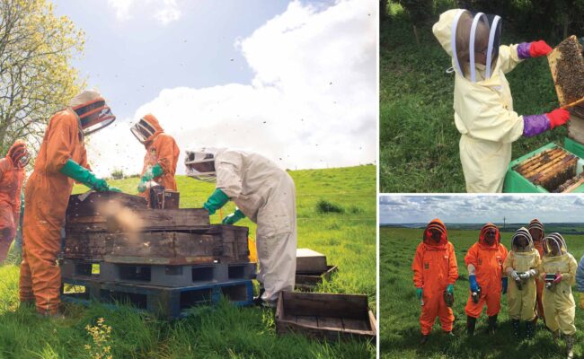 Beekeeping Introduction Course collage