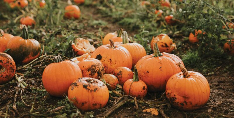 Pumpkin patch quince