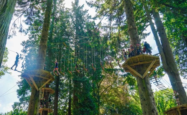 People exploring high up in the trees on the high ropes course.