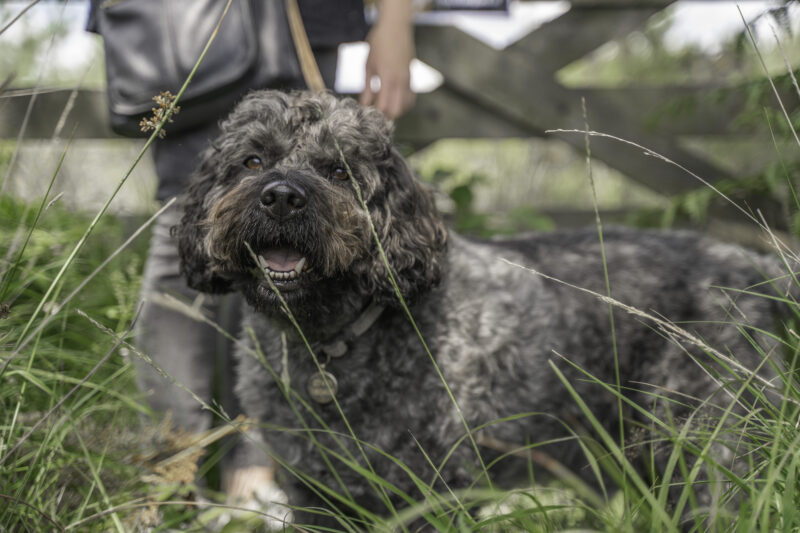 Labradoodle standing with its owner in tall grass