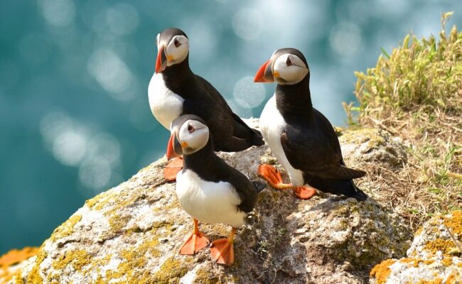 Puffins